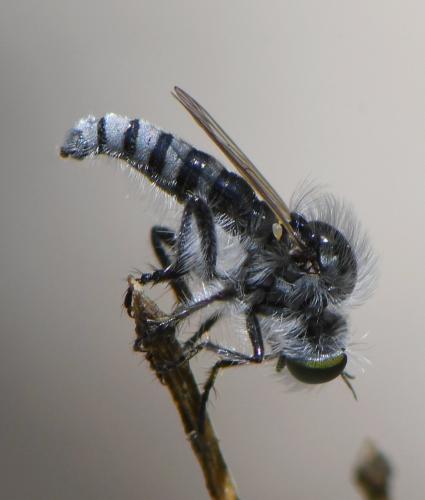 Holopogon melaleucus